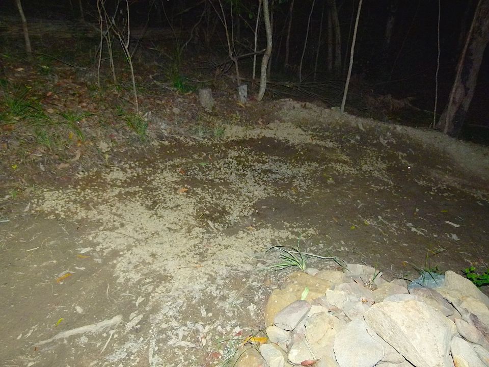 P1160387.jpg